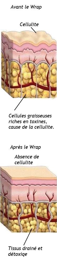 cellule